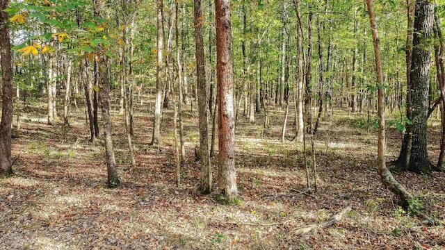 view of local wilderness