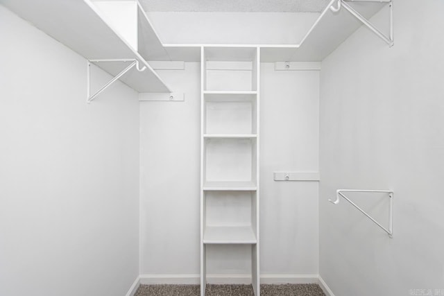 walk in closet with carpet floors