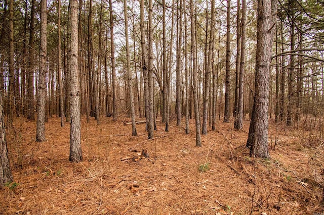 view of local wilderness