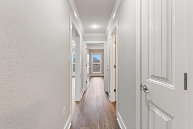 hallway featuring wood-type flooring and crown molding