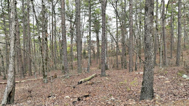 view of local wilderness