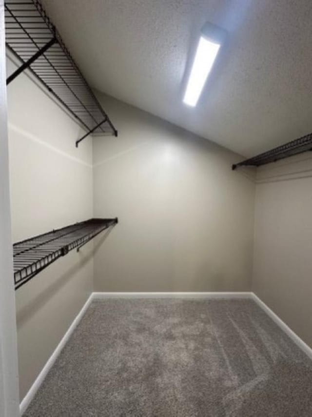 spacious closet featuring carpet