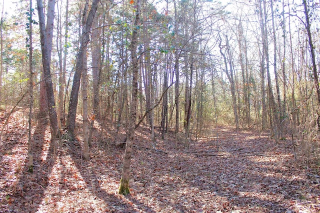 view of local wilderness