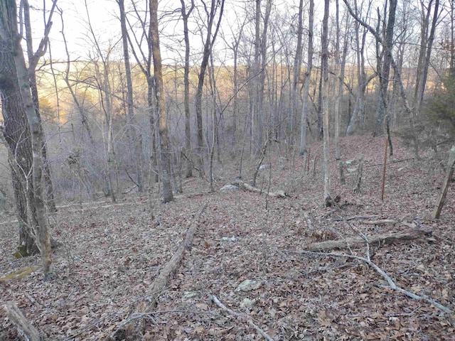 view of local wilderness