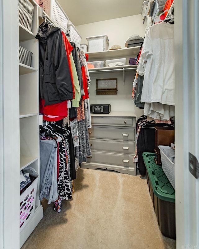 spacious closet featuring carpet flooring