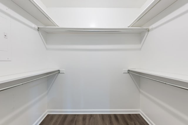 spacious closet featuring dark hardwood / wood-style flooring