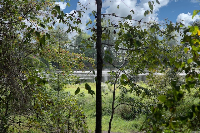 view of local wilderness