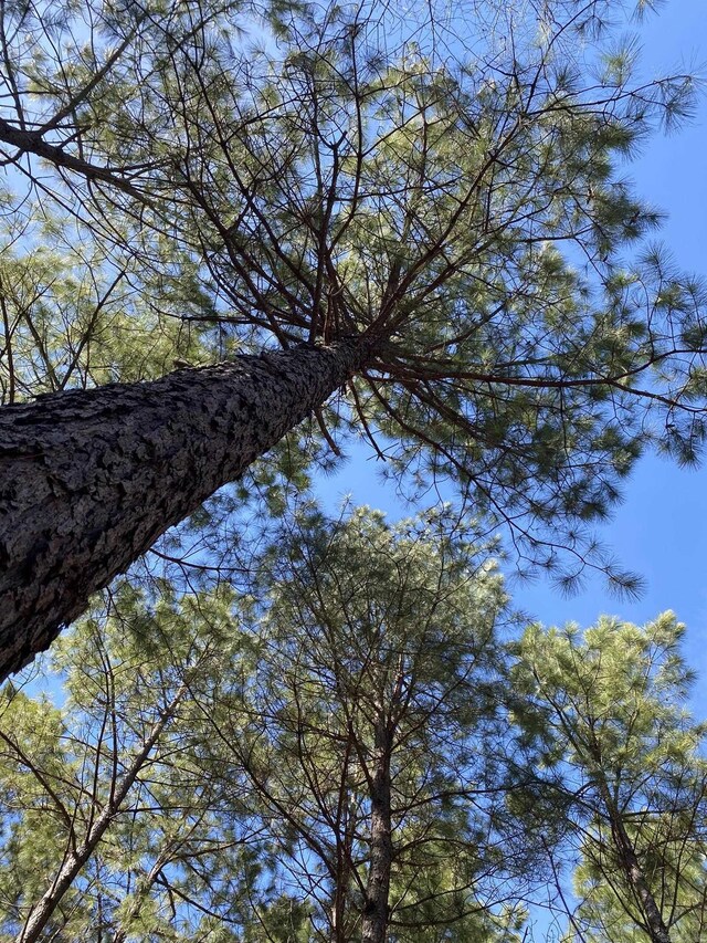 TractS Polk Road 31, Cove, AR 71937