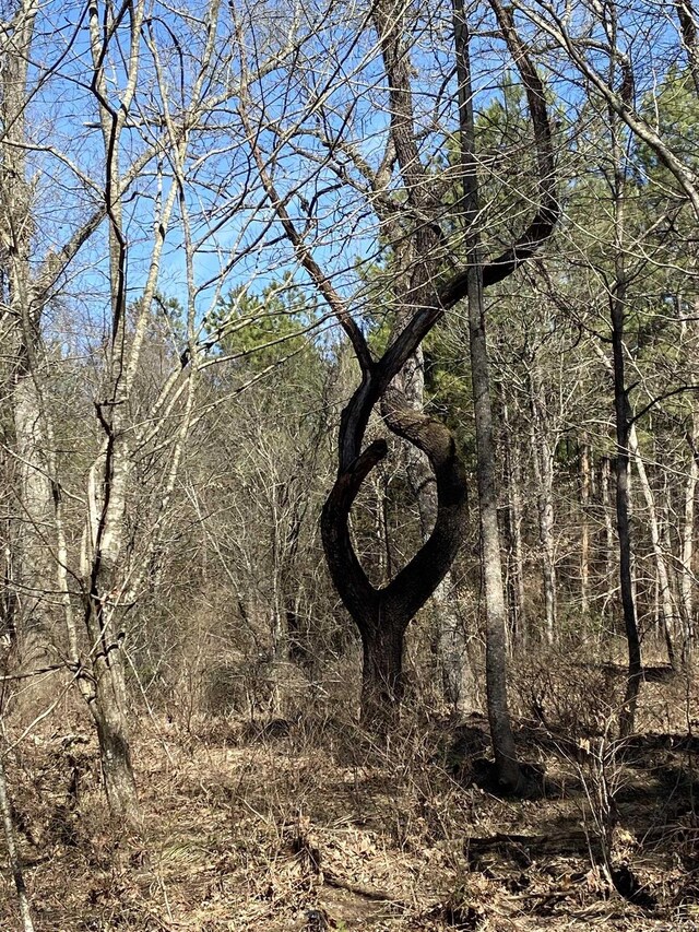 TractS Polk Road 31, Cove, AR 71937