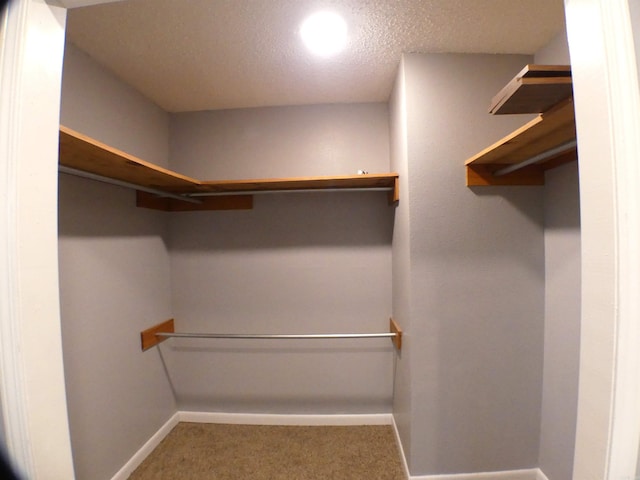 walk in closet with carpet flooring