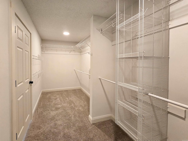 walk in closet featuring carpet floors