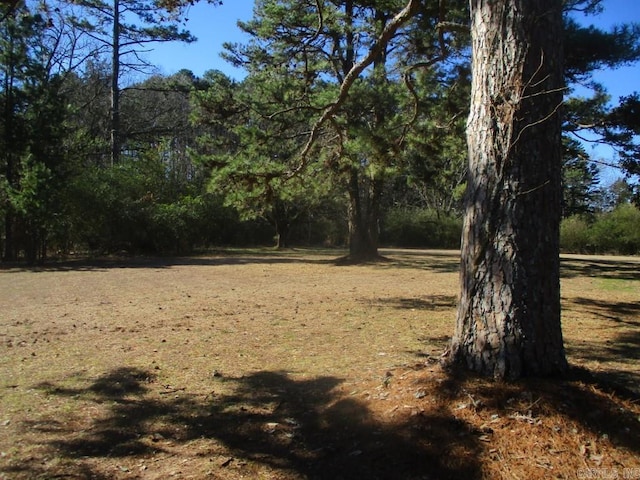 view of local wilderness