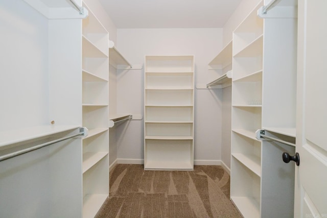 walk in closet with carpet floors