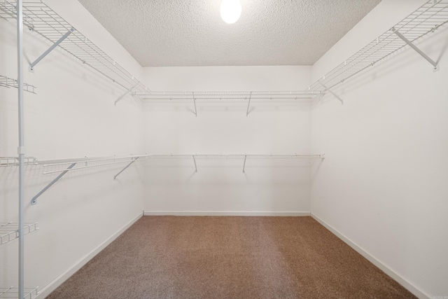 walk in closet featuring carpet