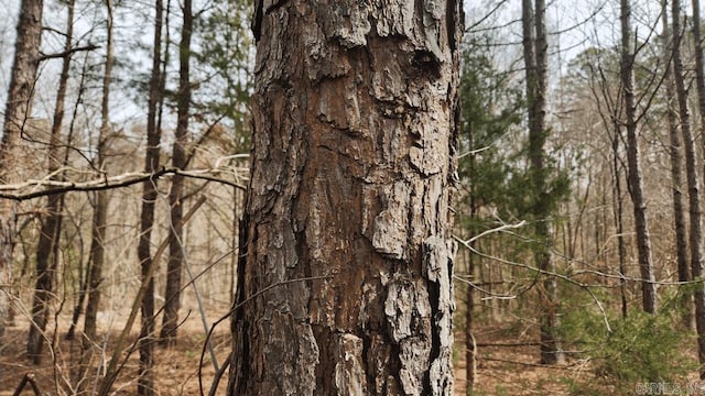 view of local wilderness featuring a view of trees