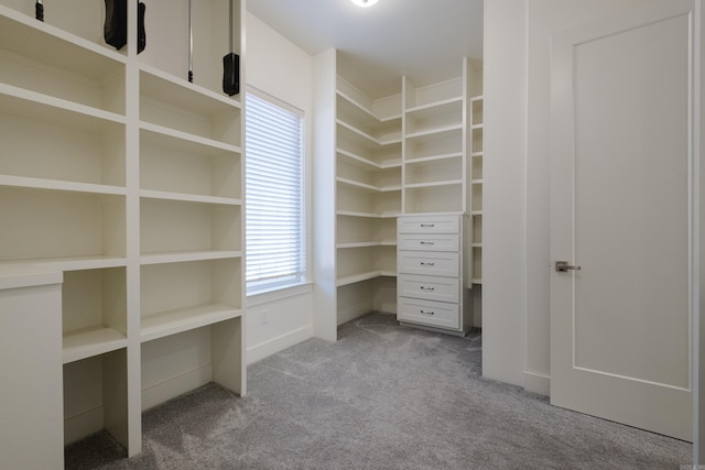 spacious closet featuring carpet flooring