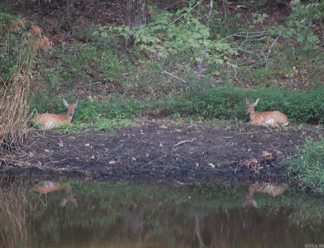 view of local wilderness