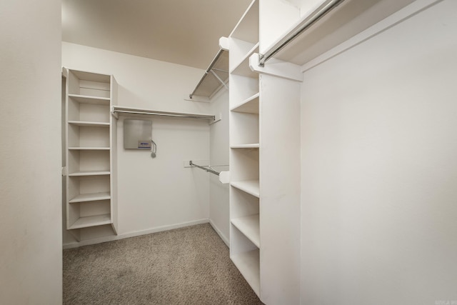 spacious closet featuring carpet