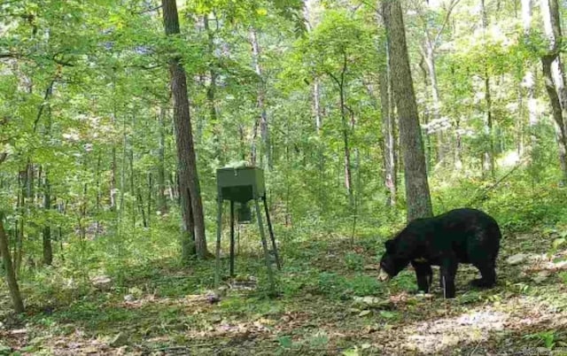 344 Rockwood Ln, Clinton, AR 72031 - view of nature with a view of trees