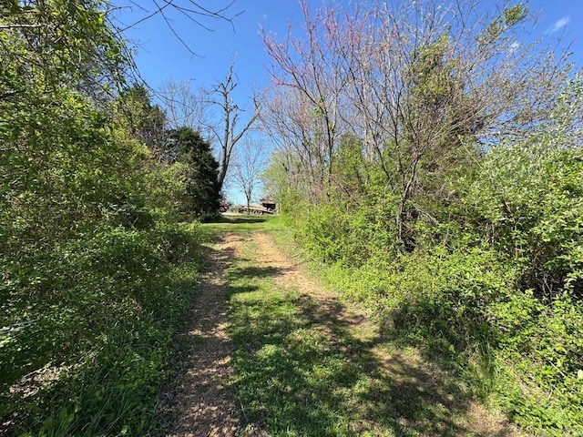 95 Terrafirma Ln, Ash Flat, AR 72513 - view of nature