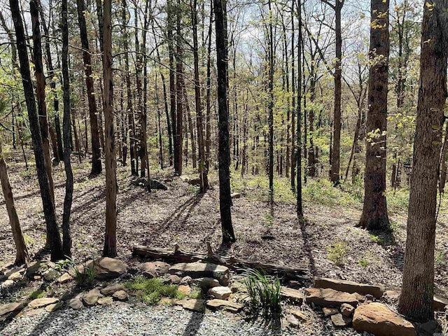 view of local wilderness