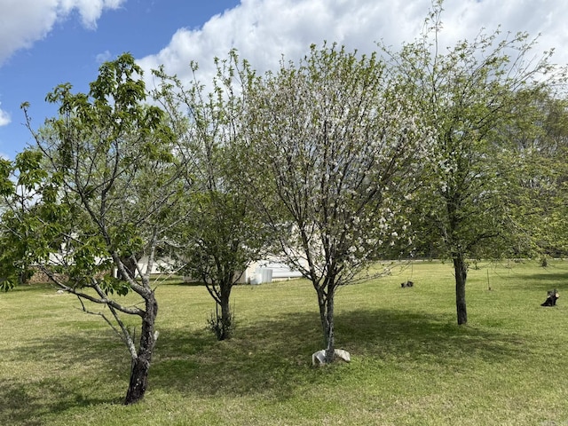 62 Ruby Ln, Melbourne, AR 72556 - view of yard