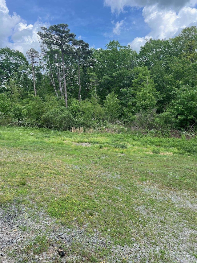 view of local wilderness
