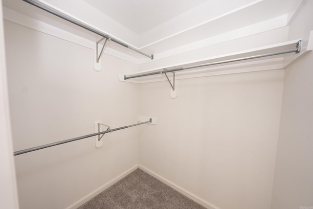 walk in closet with carpet floors
