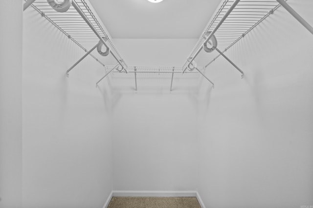 walk in closet featuring carpet floors