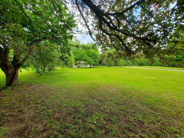 800 Hilltop Dr, Piggott, AR 72454 - view of green lawn