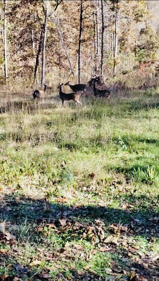 3227 Red Bluff Rd, Marshall, AR 72650 - view of nature