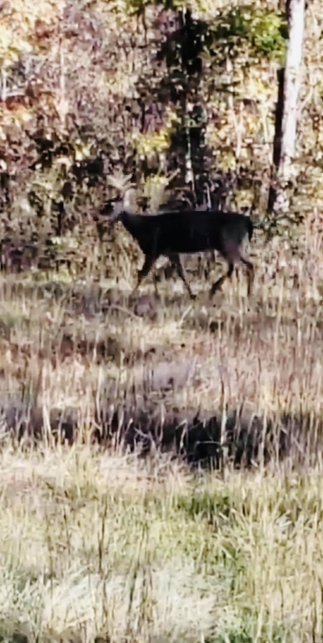 3227 Red Bluff Rd, Marshall, AR 72650 - view of nature