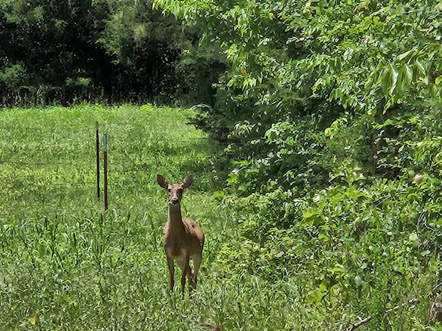 169 Cedar Creek Rd, Marshall, AR 72650