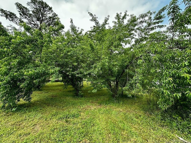 4530 Hwy 8 E, Mena, AR 71953 - view of undeveloped land