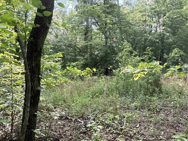 0 Red River Rd, Marshall, AR 72650