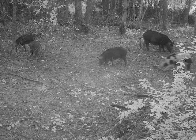 Rowell Rd, Rowell, AR 71665