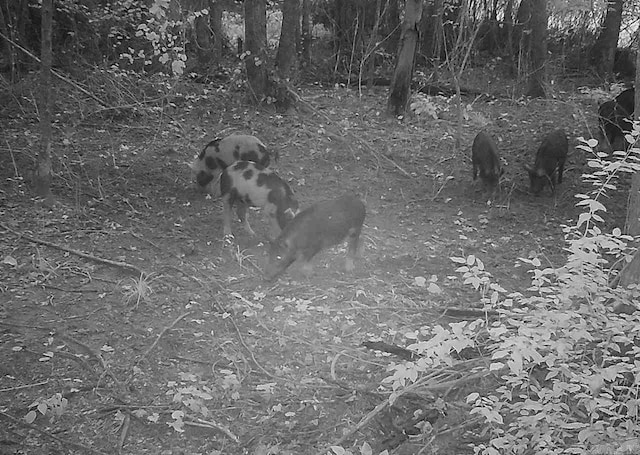 Rowell Rd, Rowell, AR 71665