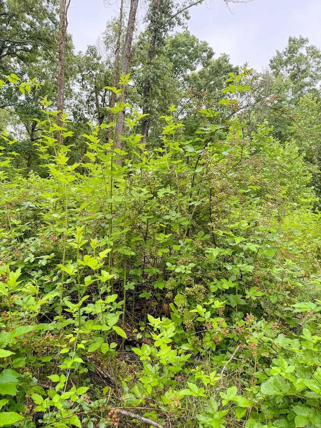 14848 Wild Honey Dr, Garfield, AR 72732