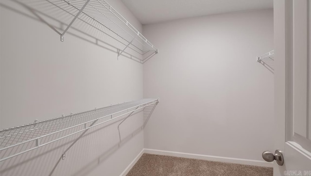 spacious closet featuring carpet