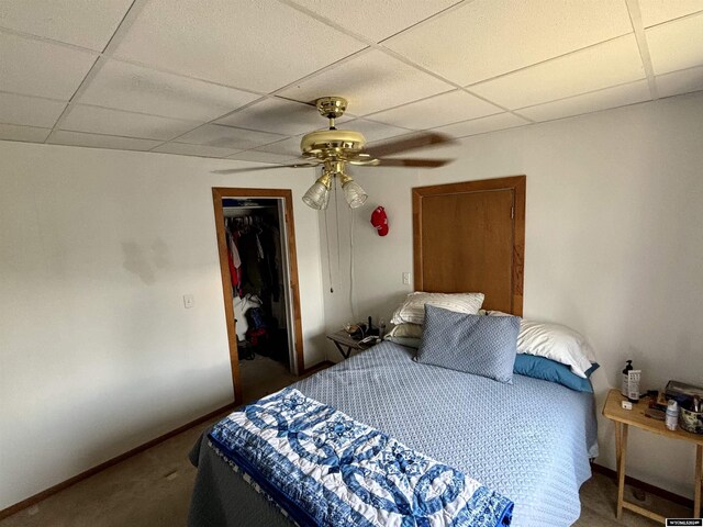 bedroom with a paneled ceiling, a walk in closet, ceiling fan, and a closet