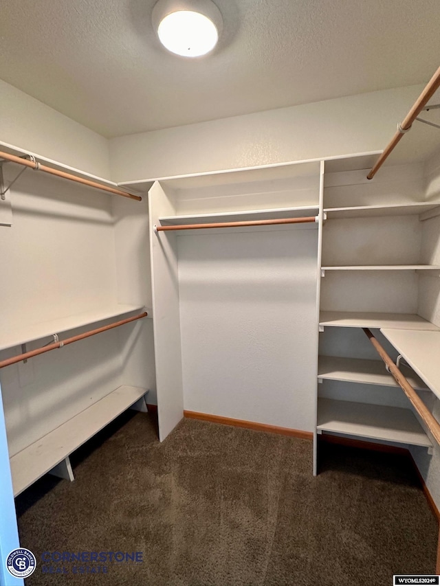 walk in closet featuring carpet flooring