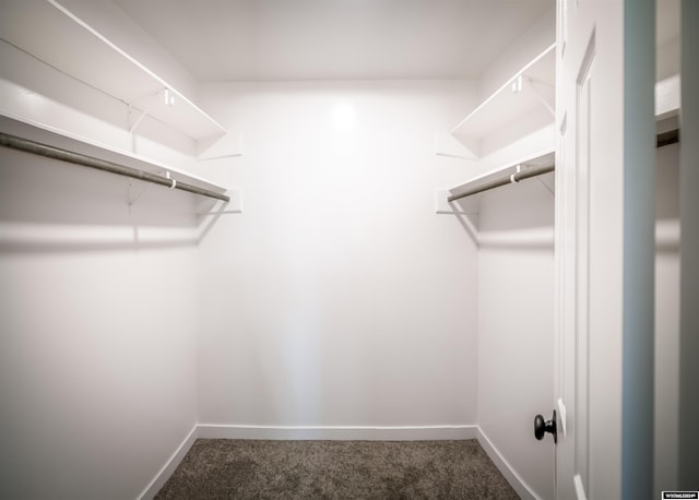 walk in closet with dark colored carpet