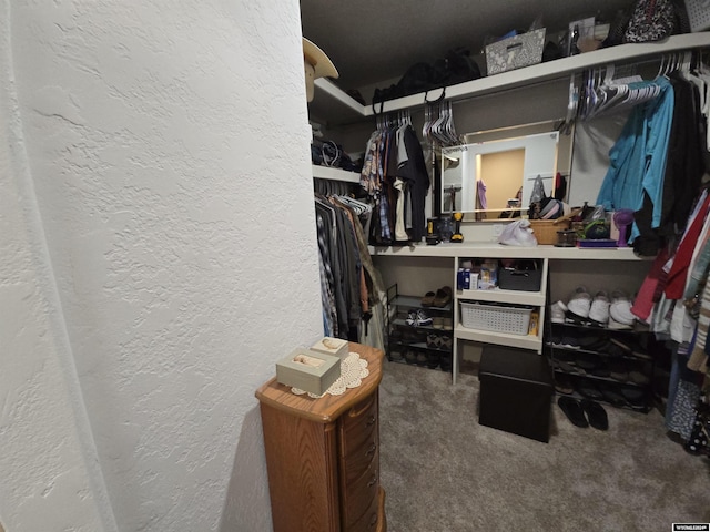 walk in closet featuring carpet floors