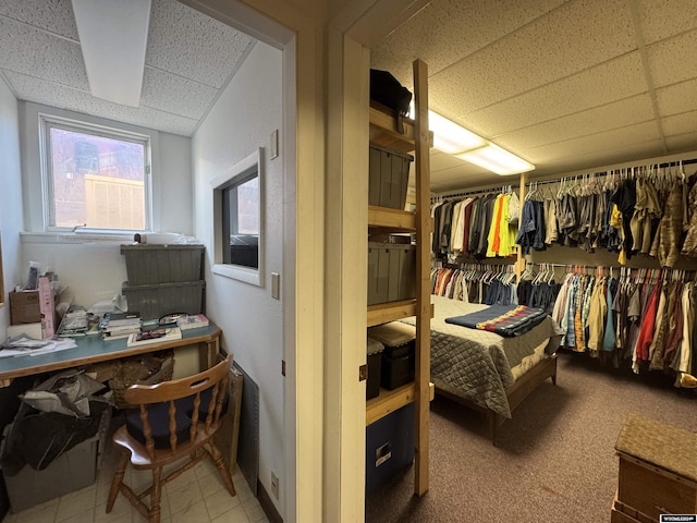 spacious closet featuring a paneled ceiling and light carpet