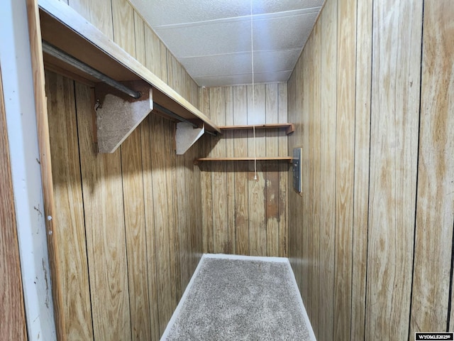 spacious closet featuring carpet floors and a paneled ceiling