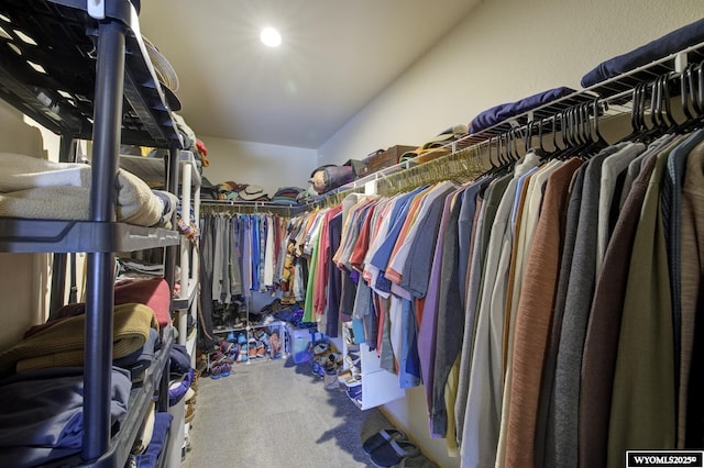 walk in closet featuring carpet floors