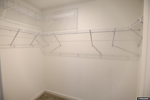 spacious closet with carpet floors