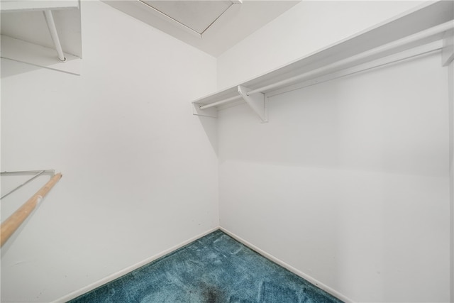 spacious closet featuring carpet