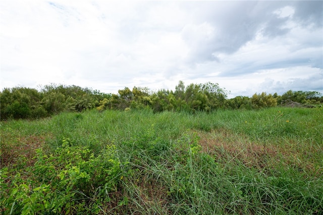 view of local wilderness