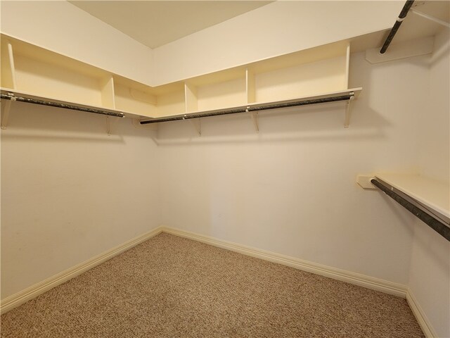 spacious closet featuring carpet floors